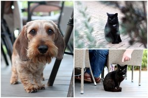 Poilsiautojams pajūryje kompaniją palaiko ir benamiai keturkojai: atklydo nežinia iš kur