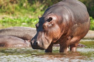 „Pakyla į orą“: atskleidė neįtikėtiną faktą apie begemotus