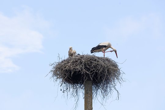  Naisių vasaros festivalis<br>D. Labučio (ELTA) nuotr.