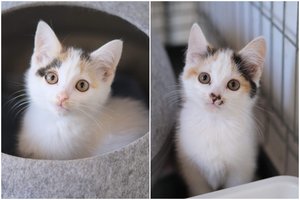 Dvi 3 mėn. sesutės nenori visos vaikystės praleisti narve: dovanos linksmybes ir nuotykius