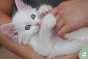 Šis meilumo įsikūnijimas – dar visai mažytis, bet jau paženklintas likimo: reikia žmonių, kurie tai supranta