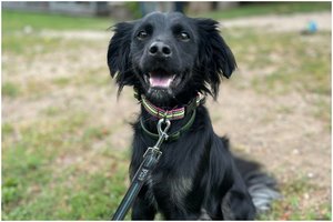 Į prieglaudą ne dėl savo kaltės grąžintas vos vienerių metų šuo maldauja antro šanso: „Plyšta iš skausmo širdis“