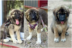 3 mažyliai ieško namų: įspėja – augs dideli