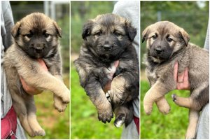 3 kukuliai tokie bus neilgai: pagal mamą jau aišku, ko galima tikėtis