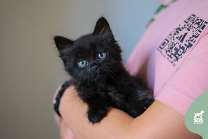 Išmestas dar visai mažas kačiukas liko visiškai vienas dideliame pasaulyje: ieško mylinčios širdies