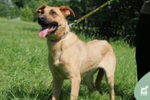 Jaunas ir stiprus šuo stebina savo jautrumu: įspėja – prireiks kantrybės