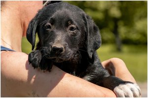 3 mėn. dar nesulaukęs mažylis ilgai toks nebus: šuniukas jau dabar sveria įspūdingai