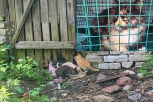 Katė su trimis ligotais kačiukais šaukiasi pagalbos: karingiems laisvės mėgėjams prireiks laiko