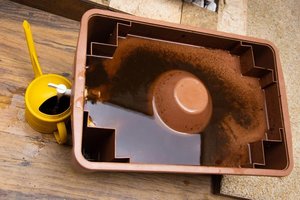 Lengvai paruošiama arbata, kuri daržuose – nepamainoma: sunku net išvardinti privalumus, tiek jų daug  