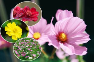 Dieviško grožio gėlė kosmėja ypač neišranki dirvai: kuo skurdesnė, tuo labiau joms tinka