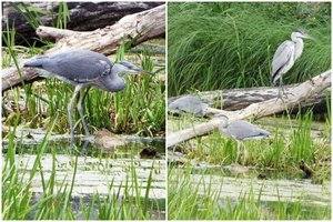 Kėdainiuose – baltųjų ir pilkųjų garnių kolonija: kasmet jų vis daugėja