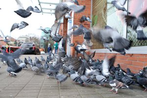 Kauniečiai skelbia karą balandžiams: gavo gerų patarimų, kaip gintis nuo jų