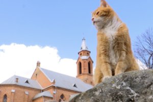 Atskleidė, kas laukia garsiojo Kernavės katino, kai klebonas persikels į Alytų