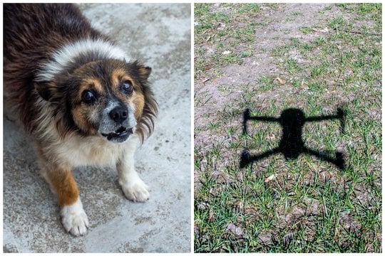  Vyras dronu tyčiojosi iš kaimyno šuns, kol šis jį apgadino: žalą atlyginti reikalavęs kaimynas tokio teismo sprendimo nesitikėjo.