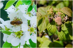 Vabzdžių apdulkintojų pasaulyje jau trūksta: įspėja – jiems išnykus gali grėsti katastrofiškos pasekmės