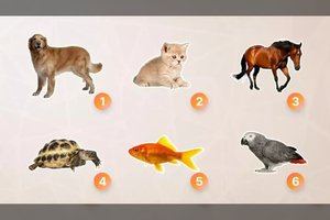 Asmenybės testas pagal augintinį: koks iš tiesų jūs esate žmogus?