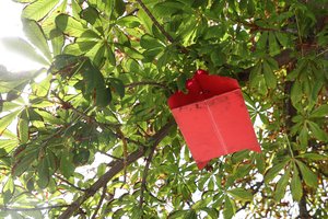 Gelstančiuose kaštonuose – neįprasti daiktai: paaiškino, kas tai ir kam to reikia