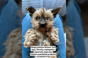 Vilniaus r. dingusi kurčia ir beveik akla jorkšyro terjerė rasta negyva