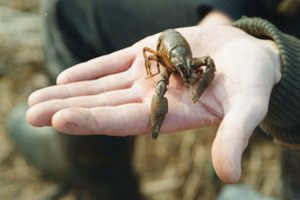 Vėžiavimo sezonas įsibėgėja: primena, kuriuos galima gaudyti ir kurių – šiukštu neliesti