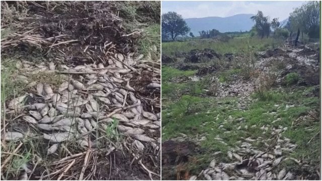 Didelis užterštumas Meksikos Santjago upėje sulaukė pasekmių: užfiksavo tūkstančius negyvų žuvų