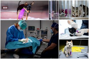 Vilniuje – moderniausias Baltijos šalyse gyvūnų intensyviosios terapijos centras: tarp pirmųjų pacientų – sunkiai apsinuodiję šunys