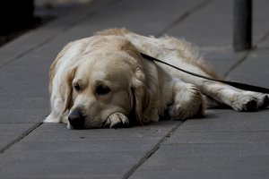 Dėl laikinai priglausto šuns – teismo antausis gyvūnų prieglaudai „Penkta koja“