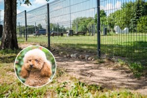 Tragiškai pasibaigusioje pudelio Leo istorijoje Panevėžyje – nutylėtos aplinkybės