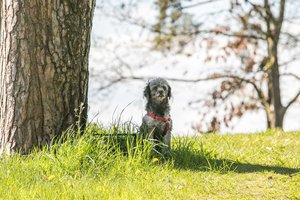 Kauniečiai pakraupę – nunuodyti jau 2 šunys: kai kurie tvirtina, kad kalti patys šeimininkai