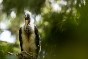 Neries regioniniame parke įsikūrė itin reti juodieji gandrai: sėkmingai peri jau dvi poros