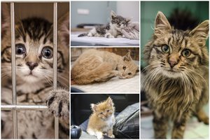 Gyvūnų prieglauda šaukiasi pagalbos: vasara – sunkiausias metas