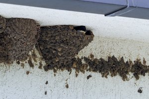 Kovojantiems su kregždėmis – specialistų priminimas: štai, ką ir kaip reikia daryti