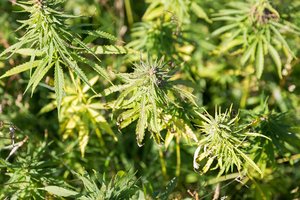 Kėdainiškių kieme stovinčiame šiltnamyje augo kanapės – policijai tai nepatiko