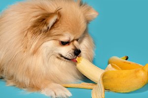 Ar šunys gali ėsti bananus? Veterinarai įspėjo apie pasekmes