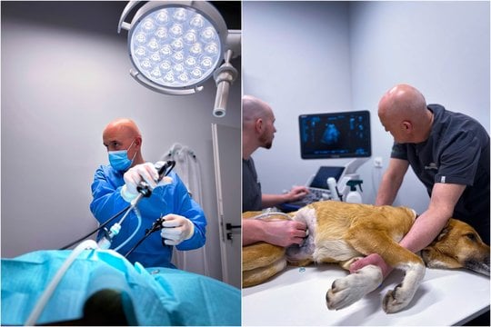 Moderniausi veterinarinės chirurgijos metodai revoliucionizuoja gyvūnų gydymą, suteikdami efektyvesnes ir mažiau invazines gydymo galimybes.