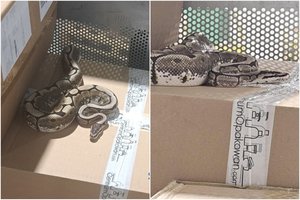 Aiktelėjo net visko matę darbuotojai: Kaune iš siuntos išlindo pitonas ir gekonas