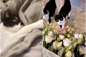 Katino netekusi šeimininkė susikibo su veterinarijos klinika: „Istorija trumpa ir tragiška“