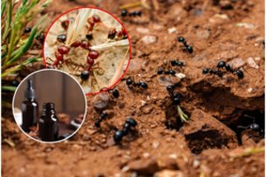 Sodininkas atrado būdą, kaip lengvai išnaikinti skruzdėles: prireiks vos kelių lašų šios pigios priemonės