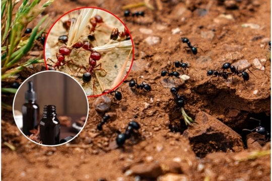 Sodininkas atrado būdą, kaip lengvai išnaikinti skruzdėles: prireiks vos kelių lašų šios pigios priemonės