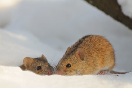  Mokslininkai nustatė neuronus, kurie pelių jaunikliams suaktyvėja bendraujant su motinomis – ir sumažina jų stresą.