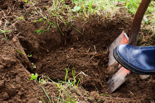  Turbūt kiekvienas sodininkas sutiks – jei sodas įkurtas molingoje dirvoje, gali tekti pavargti.