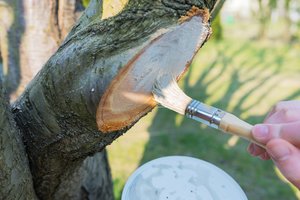 Uždažyti nupjautą medžio šaką ar neuždažyti? Štai ką rodo naujausi tyrimai