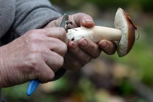 Skubantiems į mišką – priminimas: kaip rinkti gėrybes ir nesulaukti baudos