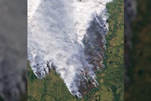 Sibire dega daugiau kaip milijonas hektarų miškų