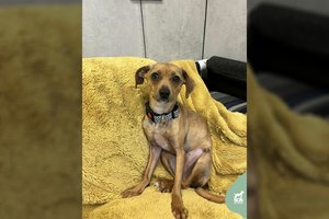 „Užlipti ant galvos“ galinti 2 m. gražuolė trokšta žmogaus meilės: bet kokie namai netiks