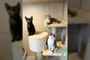 Kartoninėje dėžėje vos gimę išmesti mažyliai trokšta mylinčių rankų: ypač tiks „Žiedų valdovo“ gerbėjams