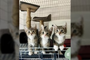 3 raini „paršiukai“ laukia išrinktųjų: įspėja – įvertinkite vieną dalyką