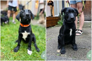 Prieglaudoje užsibuvę broliukai trokšta ištrūkti į gerus namus