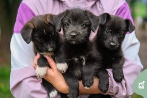 Ši šeimynėlė – tikras meilumo įsikūnijimas, kurie trokšta žmogaus dėmesio: perspėja, kad reikės kantrybės