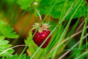 Kodėl žemuogių sėklytės yra išorėje? Tokio atsakymo tikrai nesitikėjote