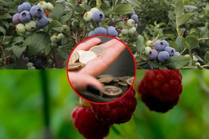 Štai, kiek šiuo metu kainuoja sodo gėrybės: perspėja, jog vienai lietuvių pamėgtai uogai iškilęs rimtas pavojus